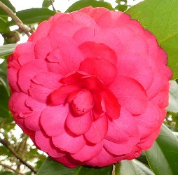 C.M. Hovey Camellia, Colonel Firey Camellia, Camellia japonica 'C.M. Hovey'